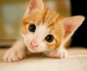 Chalk Dinos (2) plus 8 Washable Chalk Markers